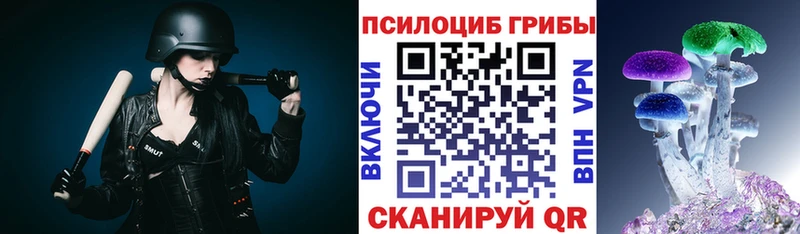 Псилоцибиновые грибы Psilocybe  где купить наркоту  Шадринск 